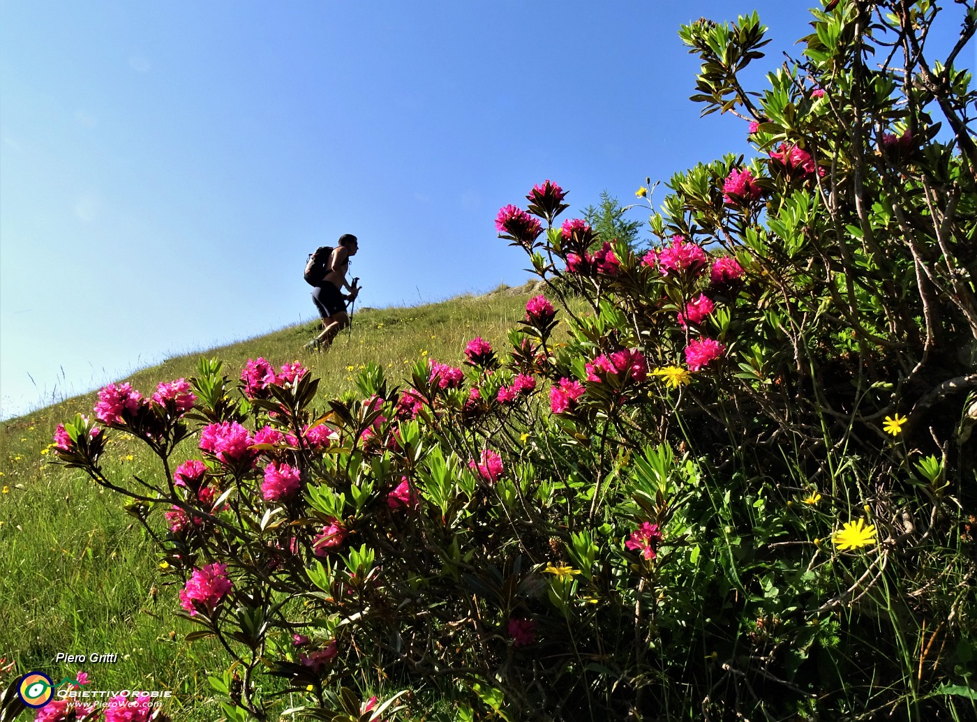 17 Sulla traccia fiorita di Rododendri rossi per il sentiero per il Mincucco.JPG